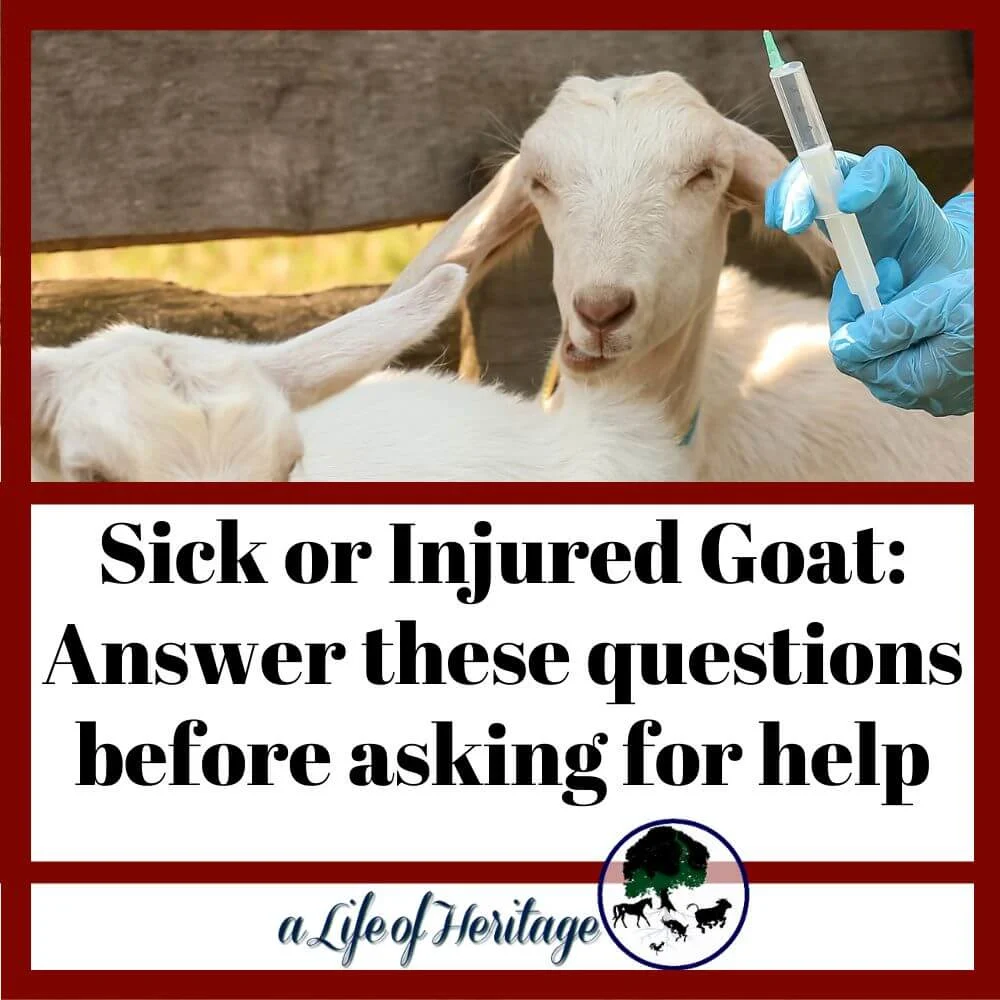 Answer these questions about your sick goat before you ask for help