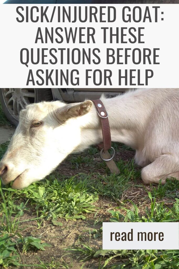 Sick or Injured Goat: Answer these questions before asking for help