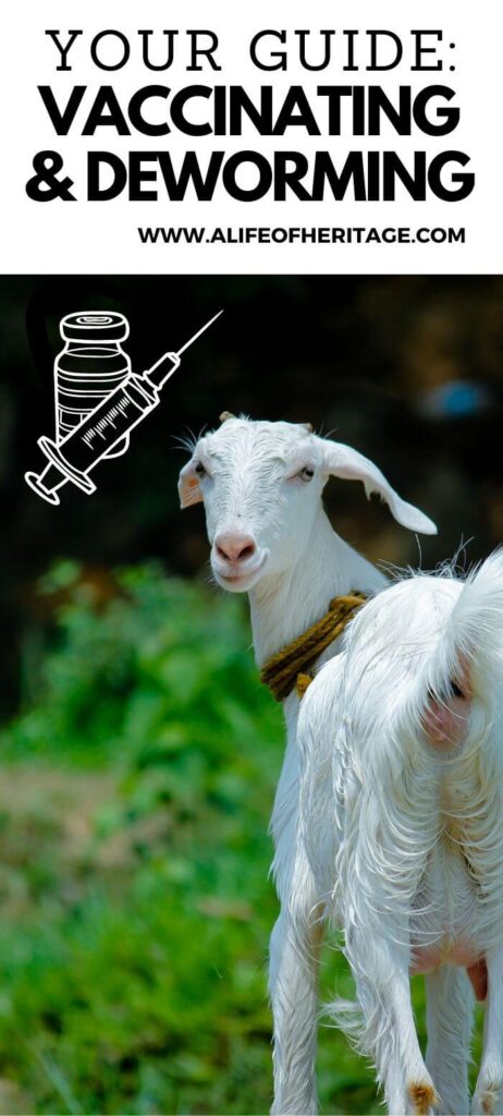 Let this be your guide to vaccinating and deworming your goats