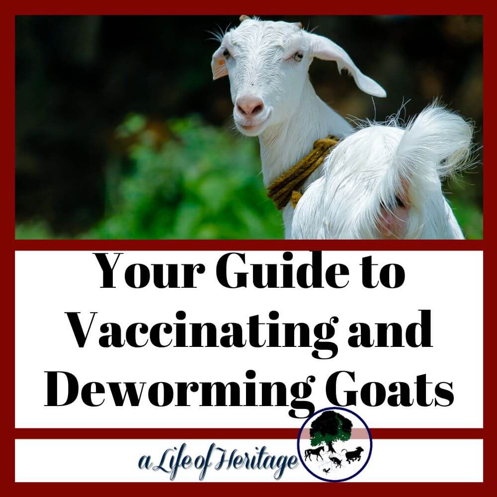 simple guide to vaccinating and deworming goats