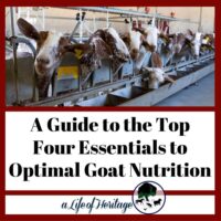 A Guide to the Top Four Essentials to Optimal Goat Nutrition