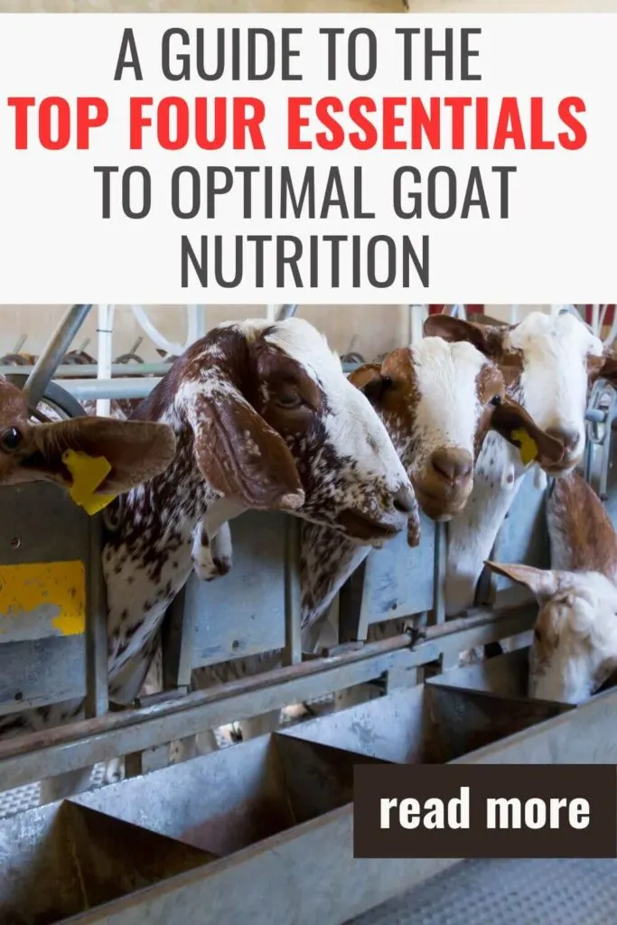 These 4 nutrition items can help keep your goats healthy