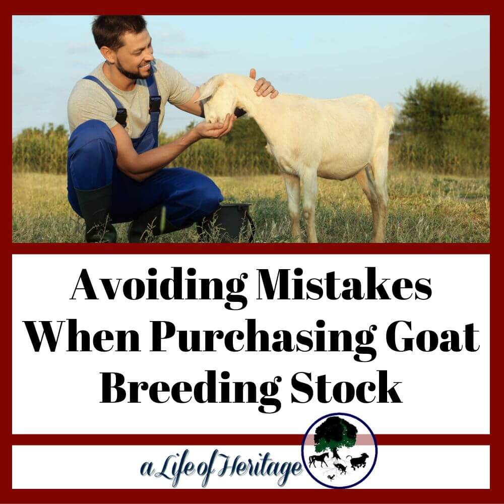 Avoiding Mistakes When Purchasing Goat Breeding Stock