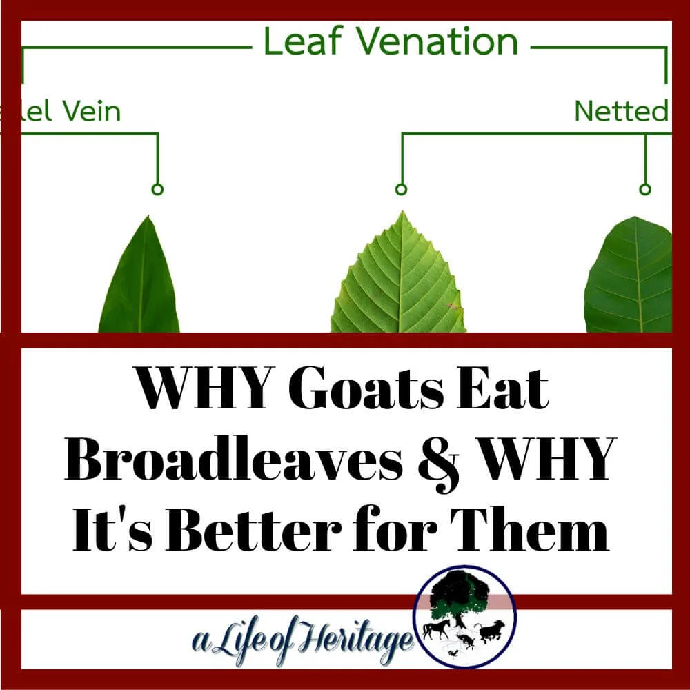 Find out why goats don't eat grass with veins that are parallel