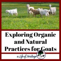 Exploring Organic and Natural Practices for Goats