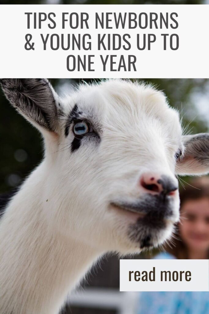 These tips will give you lots of help with goat kids under one year