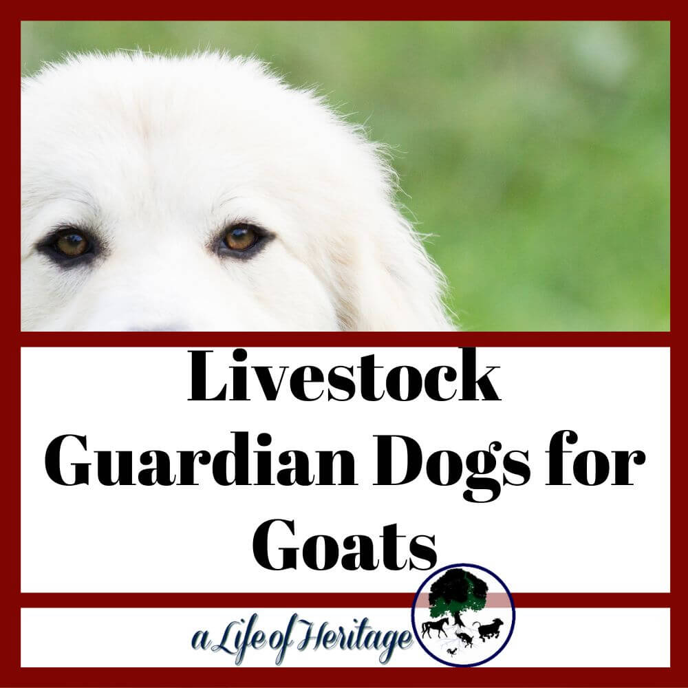 Livestock guardian dogs can be beneficial to a goat herd to keep them safe from predators