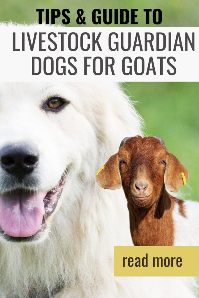 Livestock guardian dogs can protect your goat herd from predators