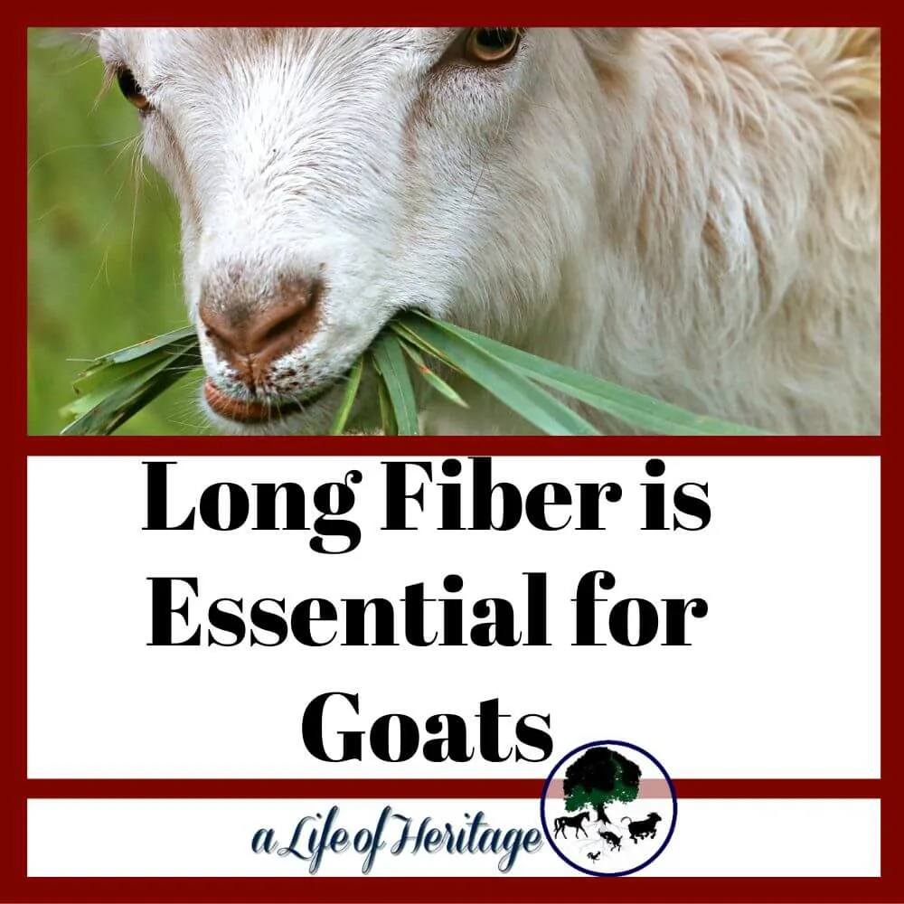 Long stem fiber is essential for goats