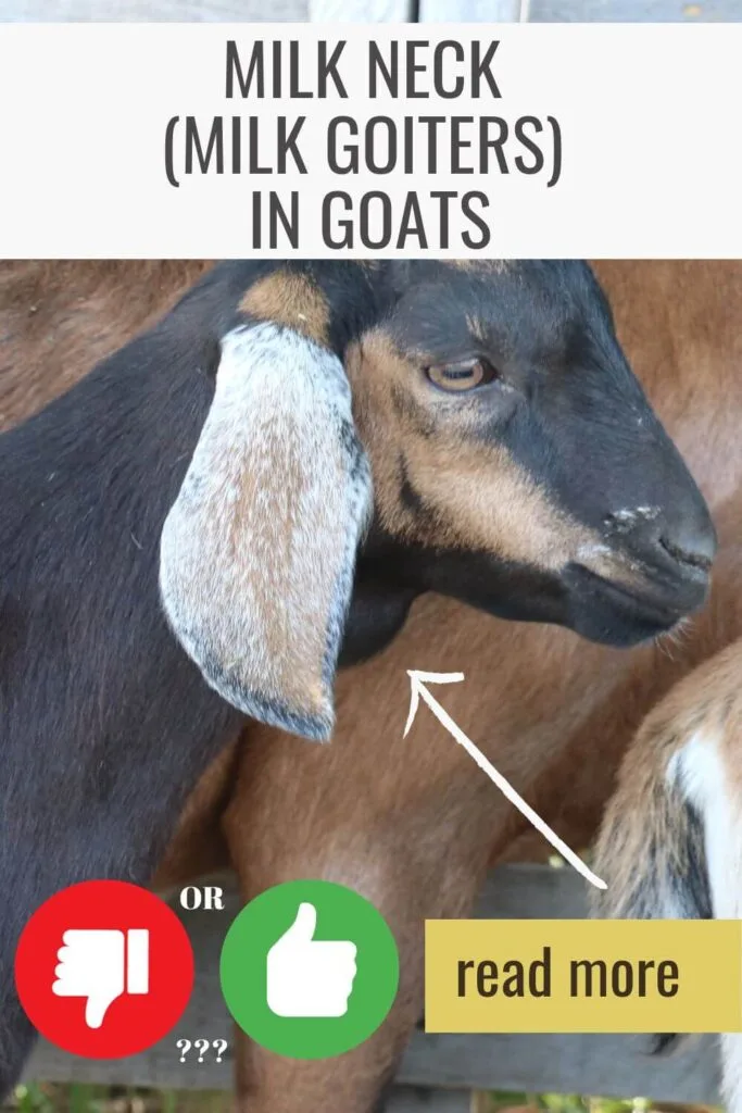 are lumps on a goat kid's throat bad?? or are milk goiters are a good sign?