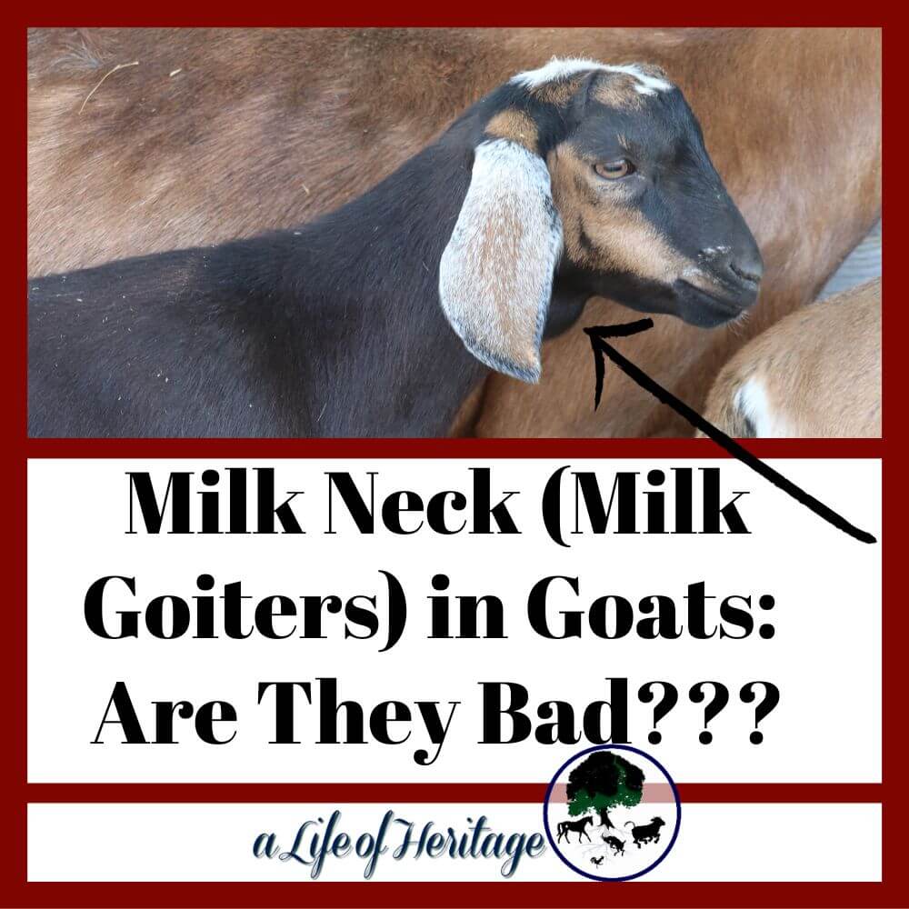 Are milk goiters or milk neck dangerous to goat kids?