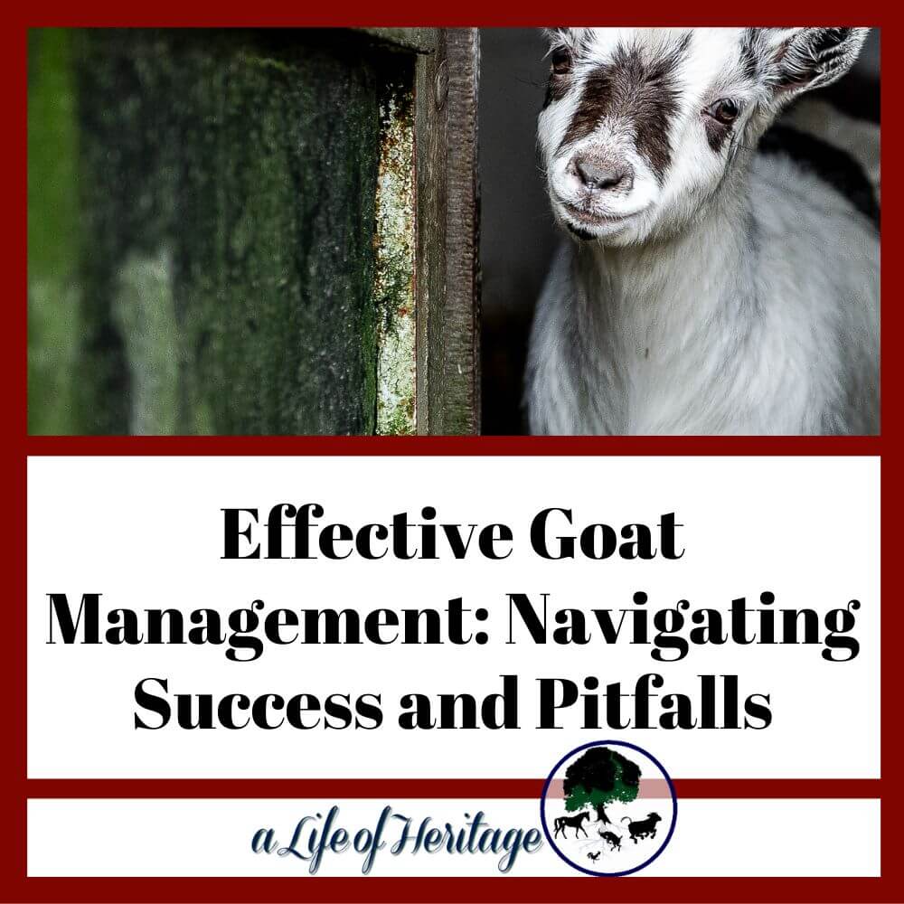 goat management can have success or pitfalls...you choose!