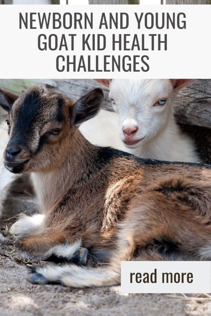 Newborn and Young Goat Kid Health Challenges--find out what they are!