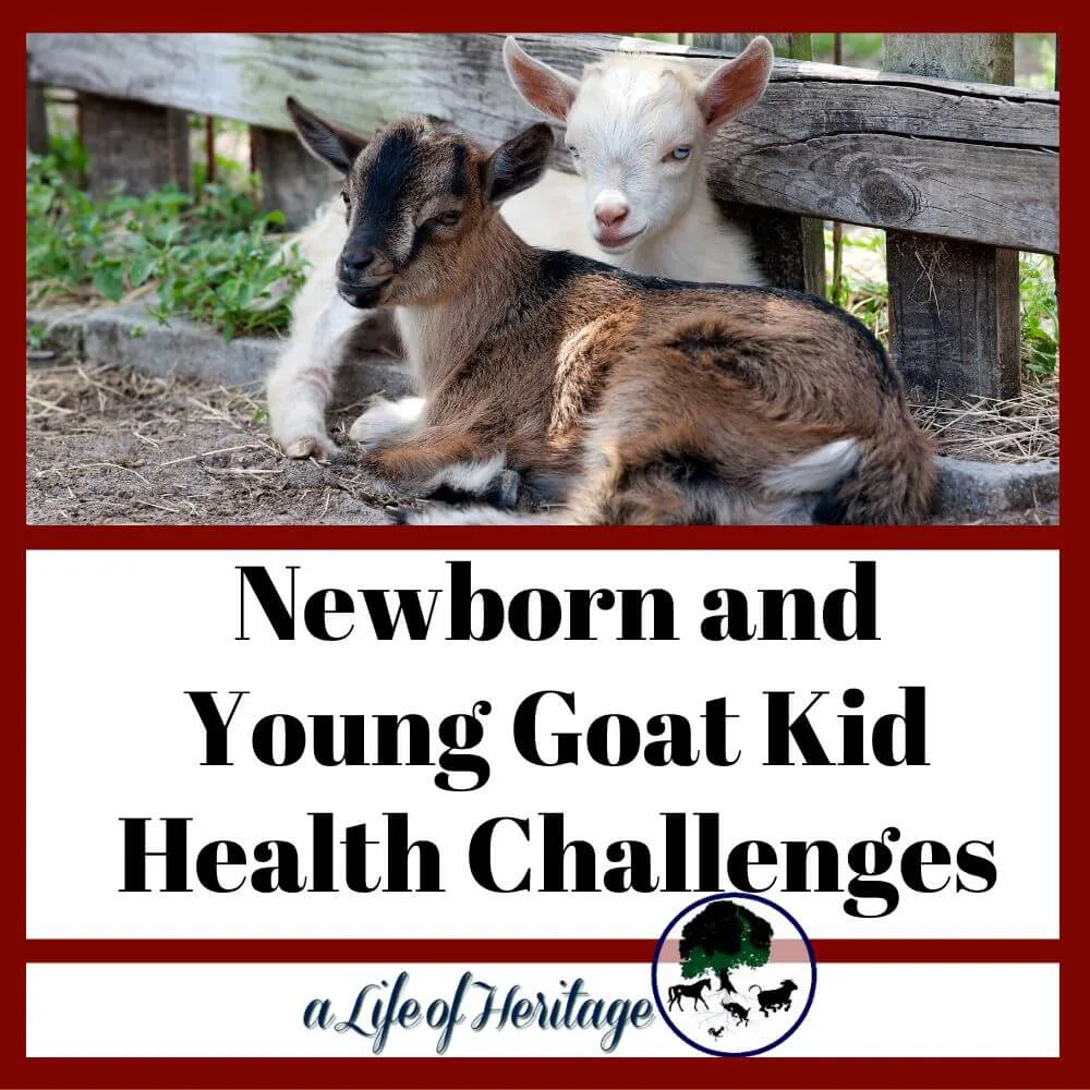 Newborn and Young Goat Kid Health Challenges