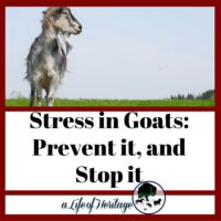 Goats can easily stress, find out how to prevent it