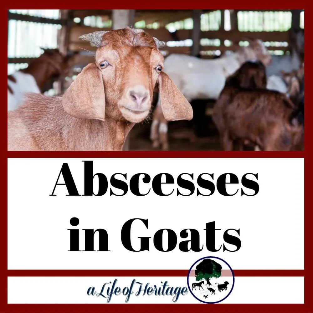 Abscesses in Goats: Identification, Types, and Effective Treatment