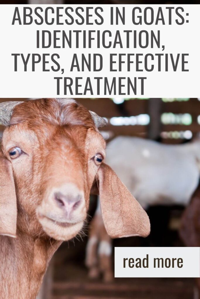 Abscesses in Goats: Identification, Types, and Effective Treatment