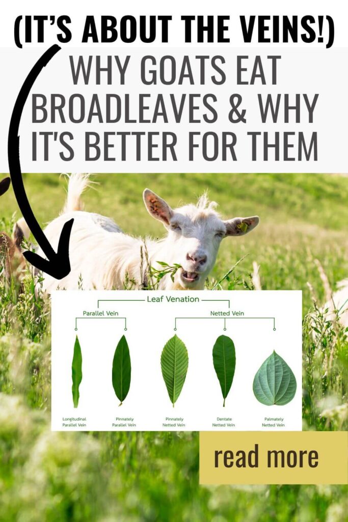 Goats will eat broadleaves much better because of the netted veins