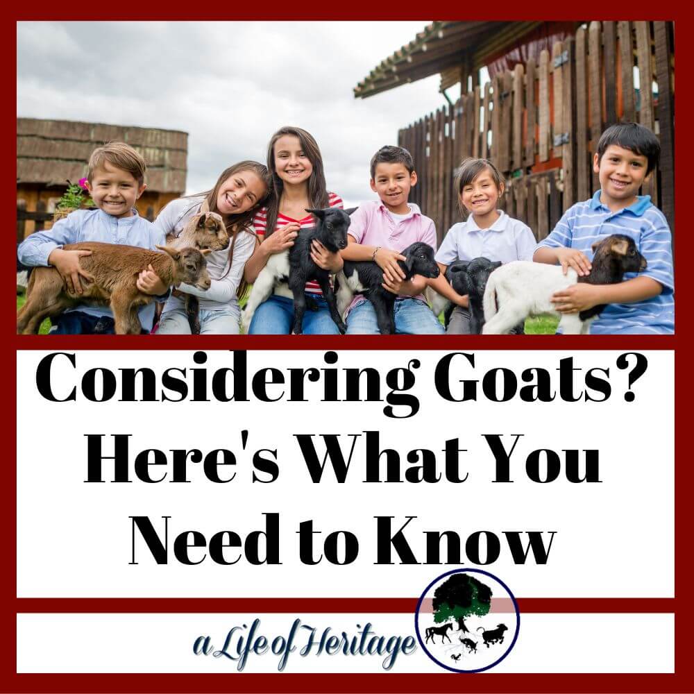 Considering Goats? Here's what you need to know