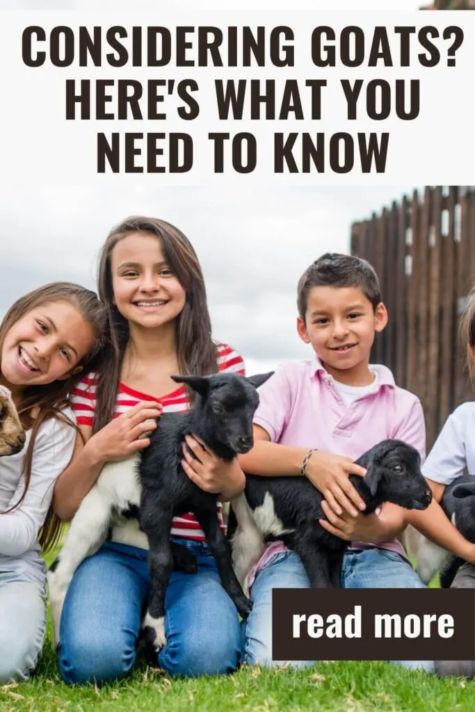 If you want to get goats then this is what you need to know and consider