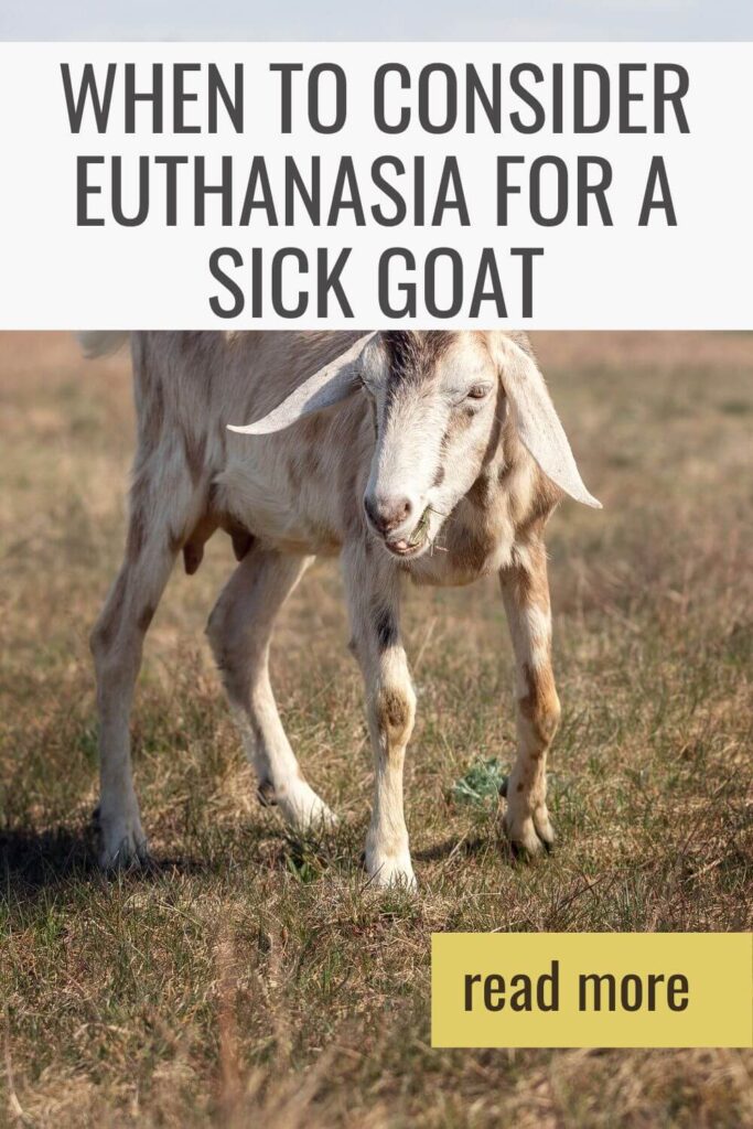 When to Consider Euthanasia for a Sick Goat