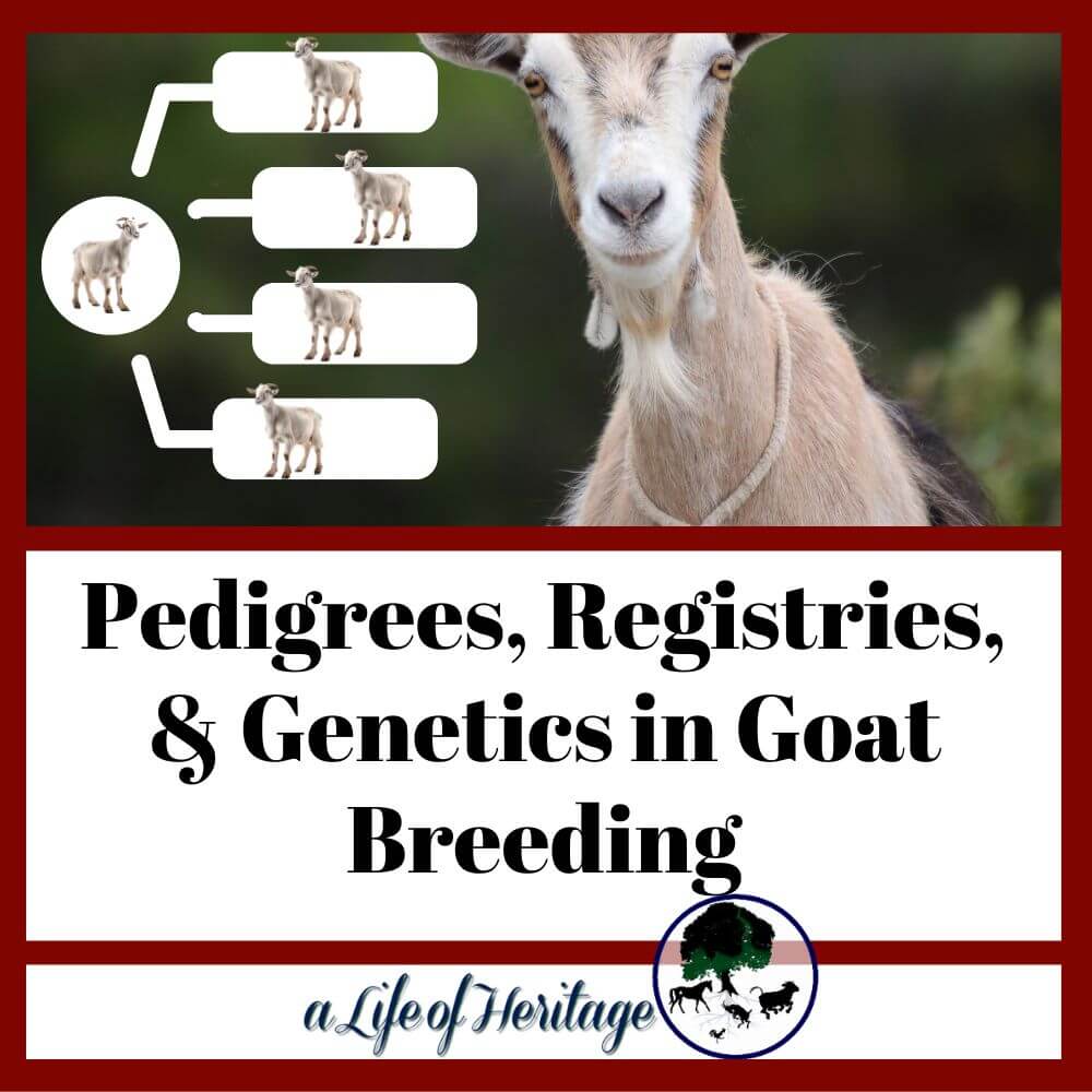 Find out the difference between pedigrees, registries and genetics in a goat herd