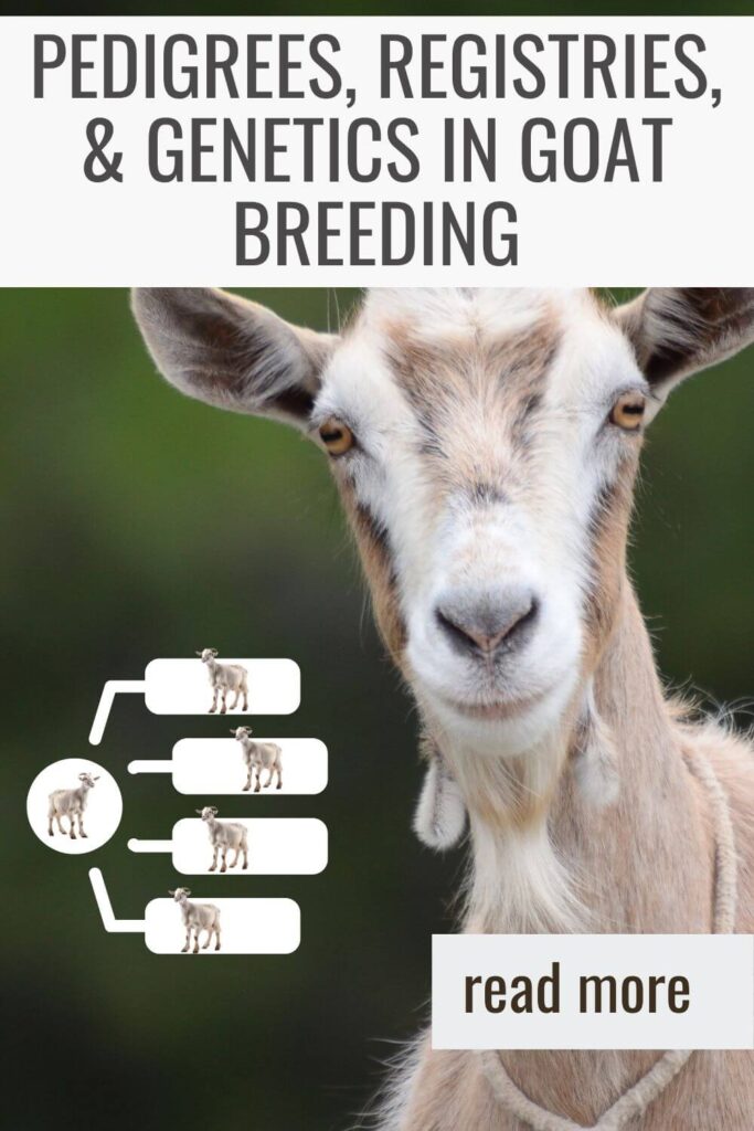 there is a difference between pedigrees, registries and genetics in goat breeding!