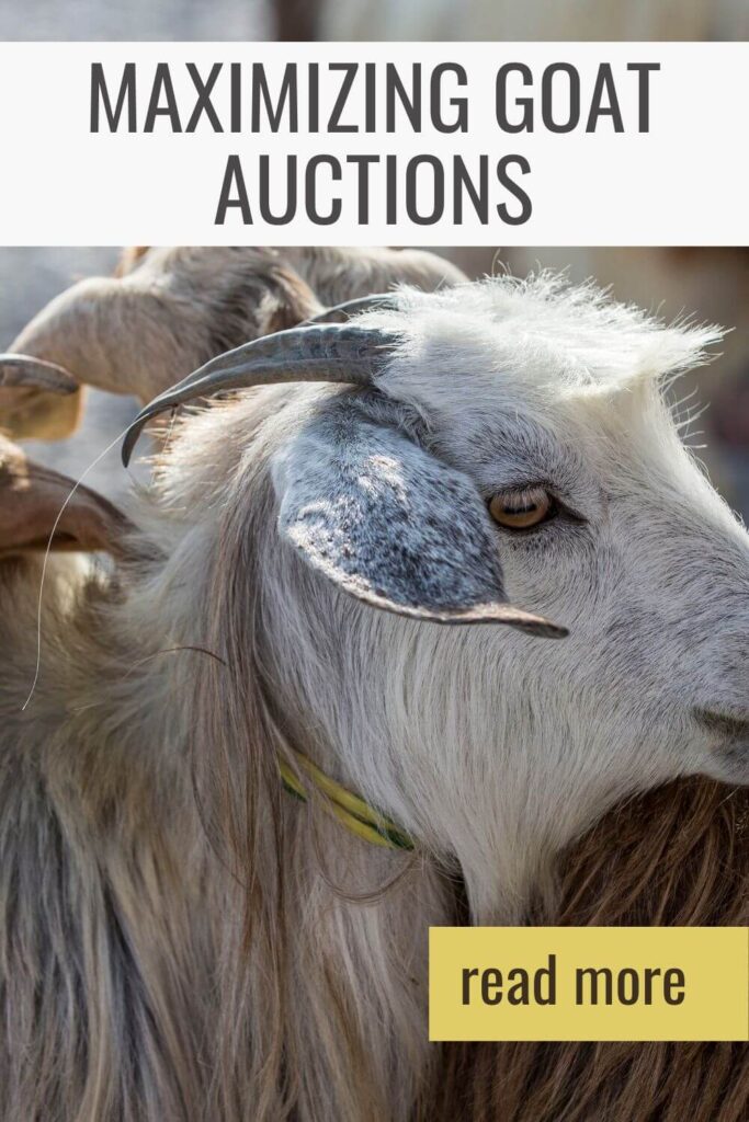 Learn how to make goat auctions work for you!