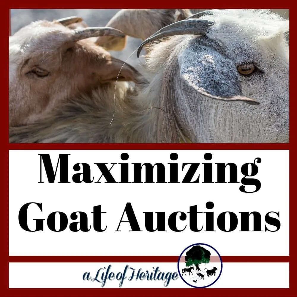 Goat auction information for all goat owners