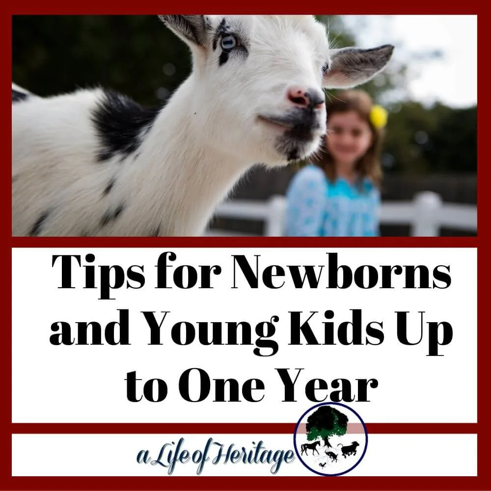 These tips will help you raise healthy goat kids up to one years old!