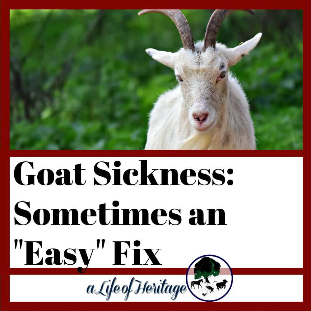 if your goat is sick, check this first