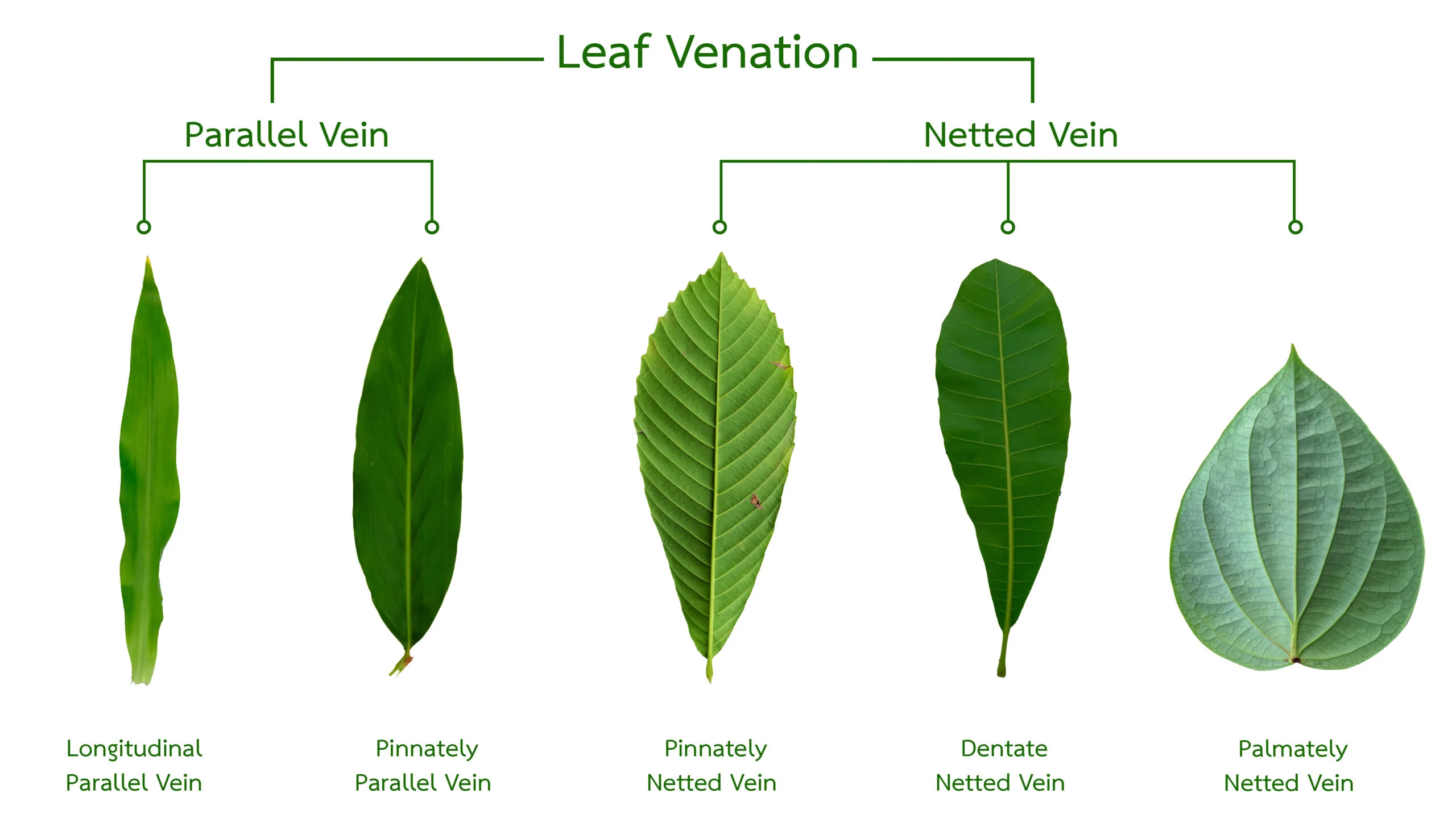 different veins in leaves that goats will eat