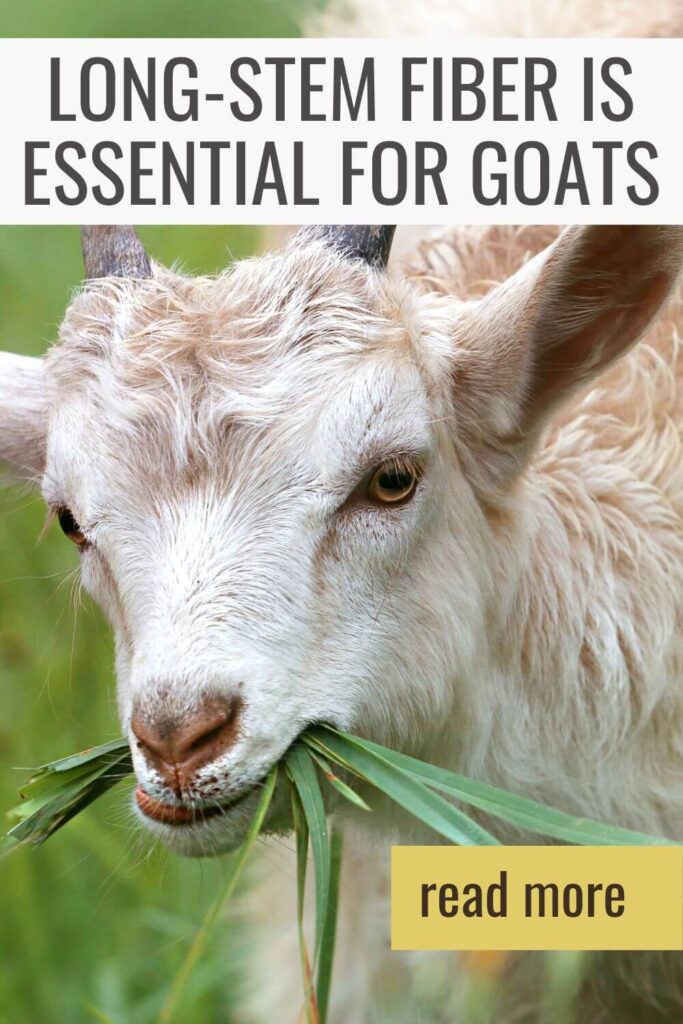 Long stem Fiber is Essential for Goats