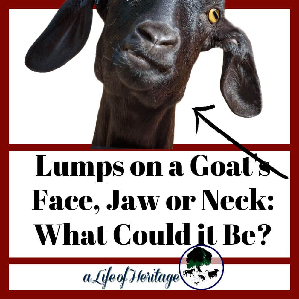 lumps-on-a-goat-s-face-jaw-or-neck-what-could-it-be