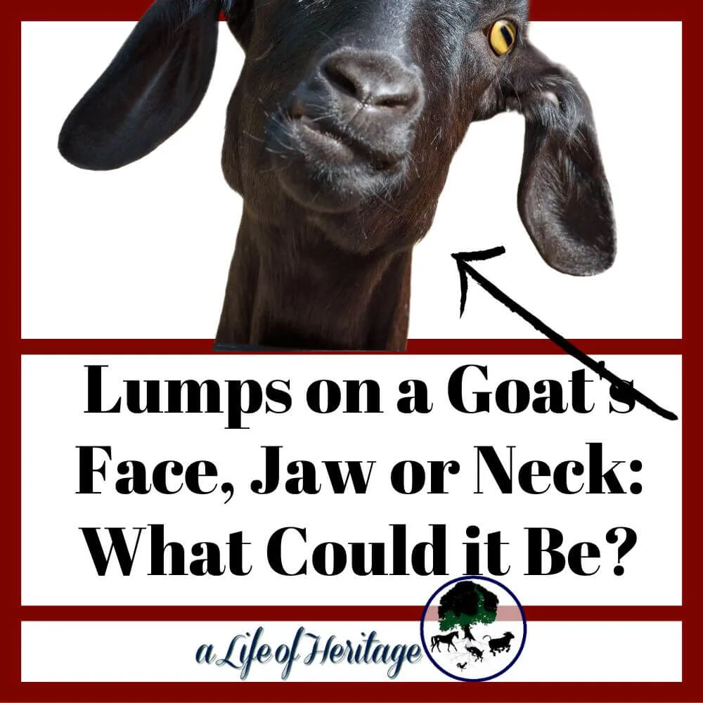 There are various reasons for lumps on a goat's face, jaw and neck. Find out what they may be!