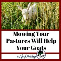 Find out the important reason that you should mow your pastures for your goats