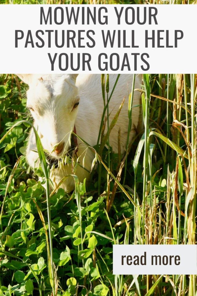 Mowing your goat's pasture will help keep them healthy