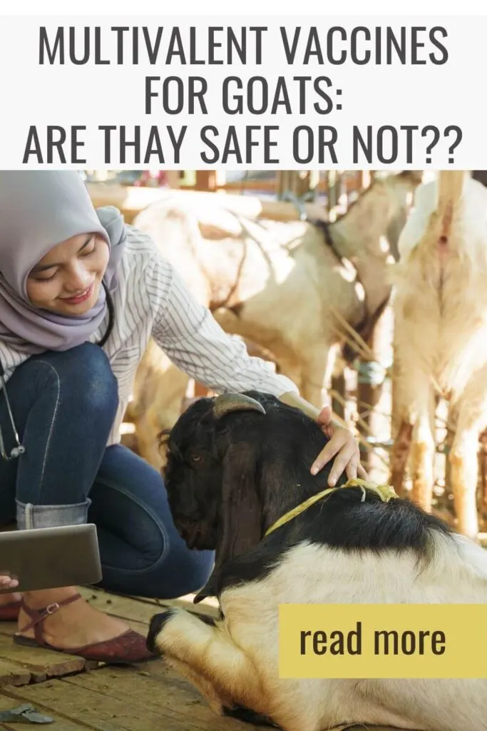 Learn if using multivalent vaccines are safe for goats