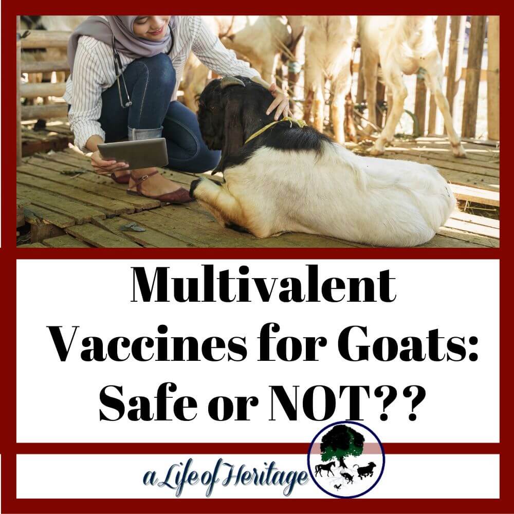 Are multivalent vaccines safe for goats or not?