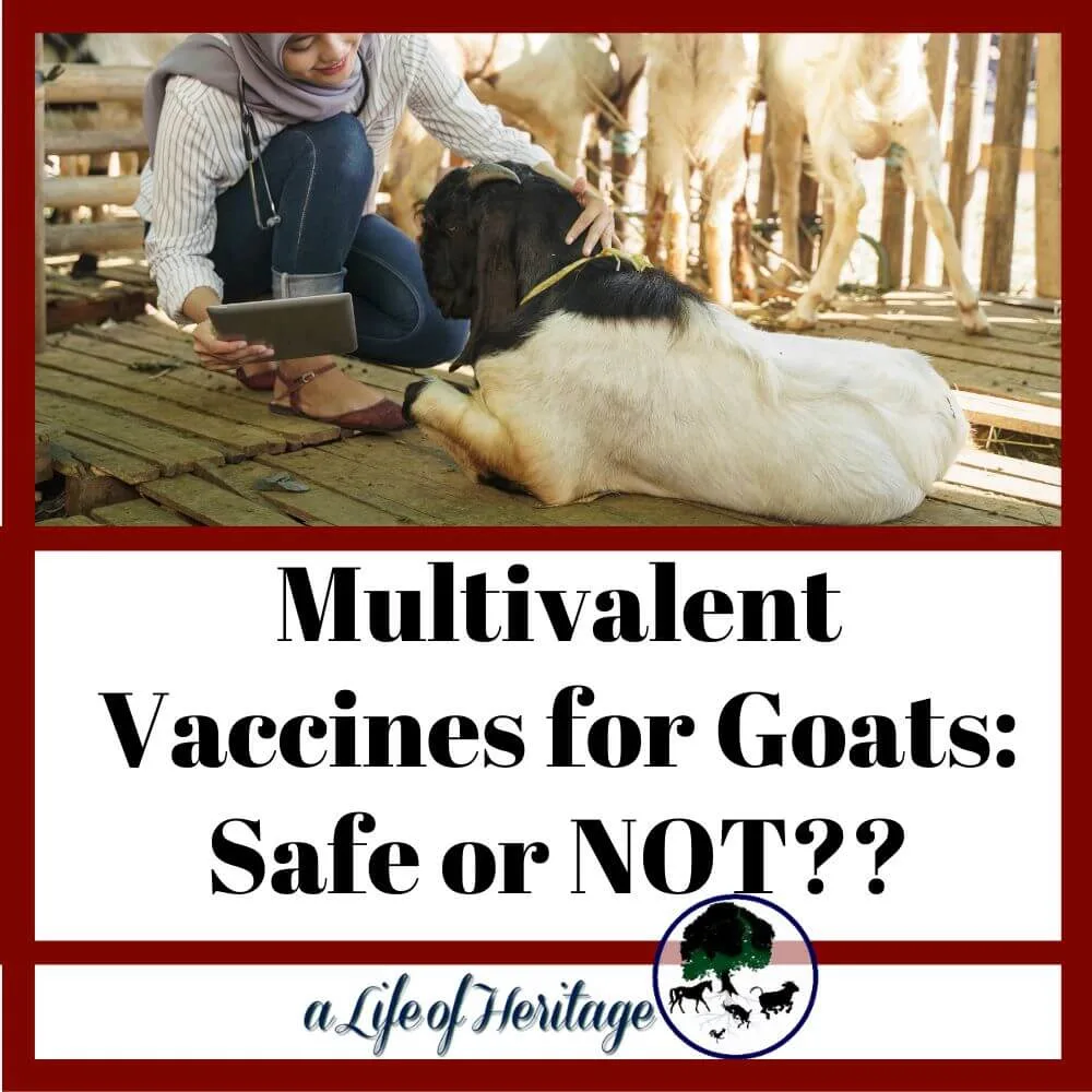Are multivalent vaccines safe for goats or not?