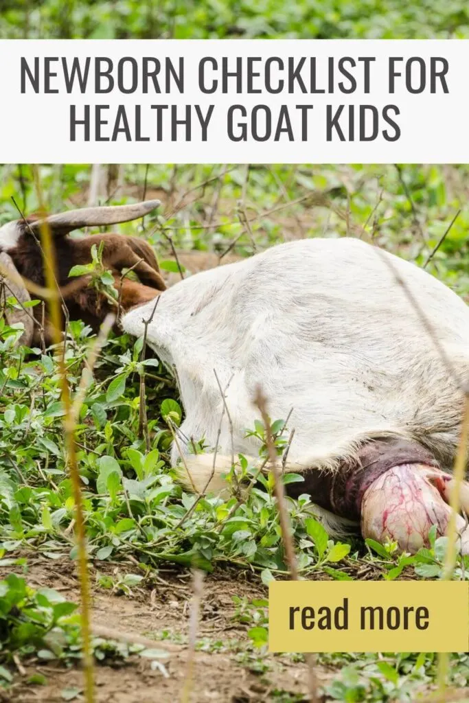 Use this checklist when your newborn goat kids are born