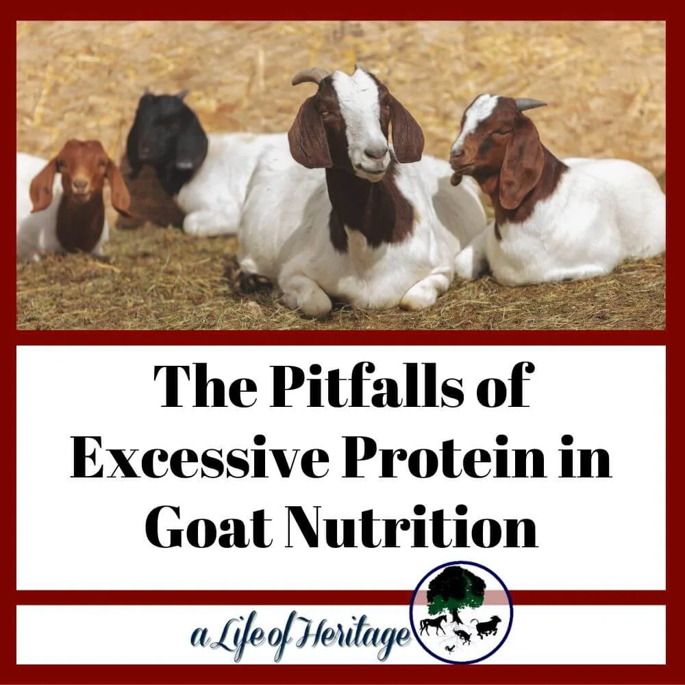 Ever wonder what happens if your goat eats too much protein? find out here!