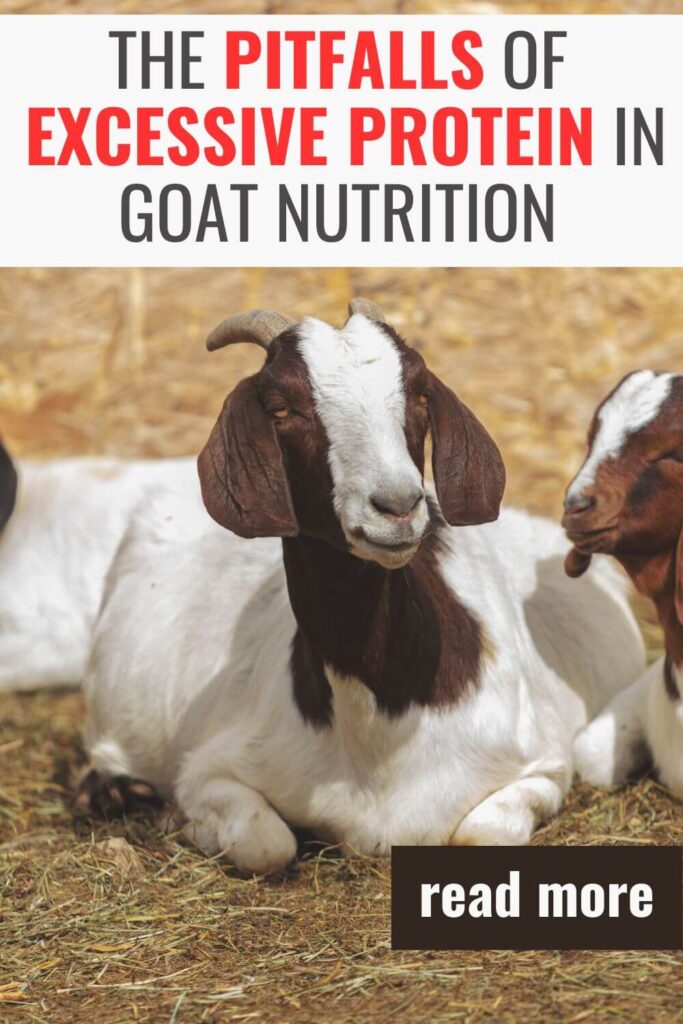 Don't feed your goats too much protein or this will happen!