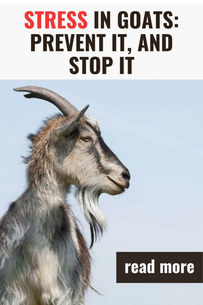 Stress in goats is a serious subject