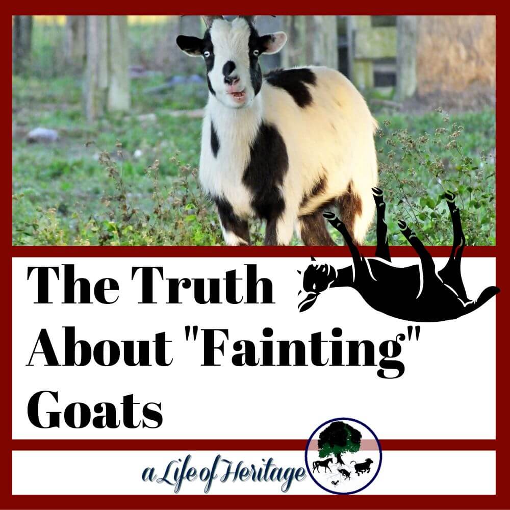 what really is a fainting goat?