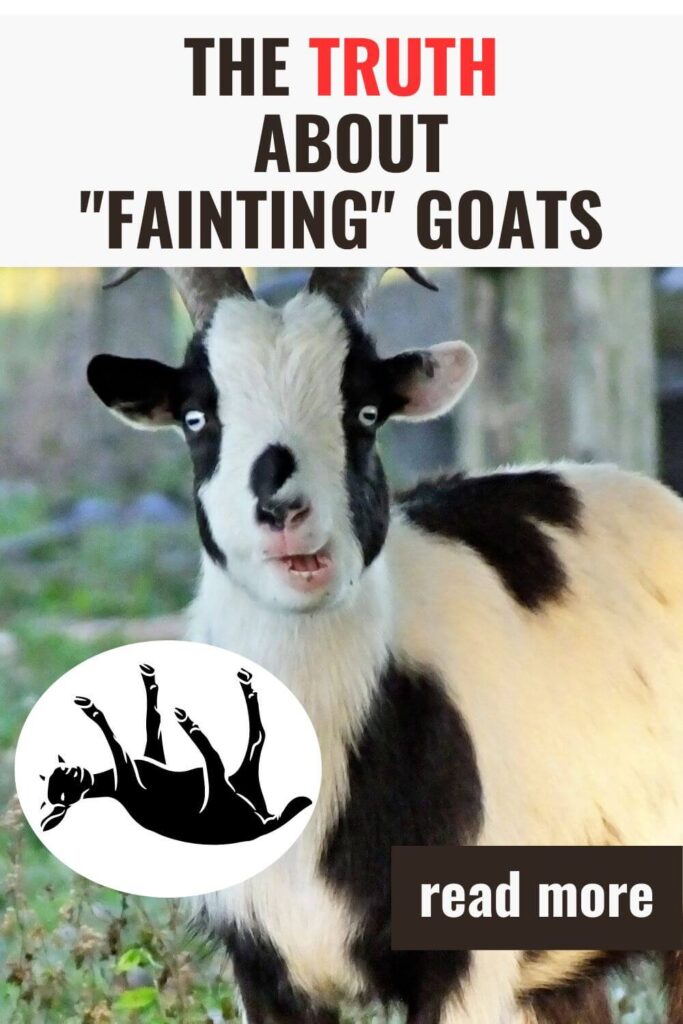 Do fainting goats really faint and lose consciousness?