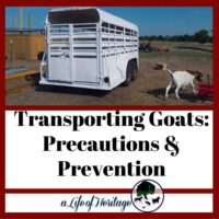 Find out how to safely transport a goat!