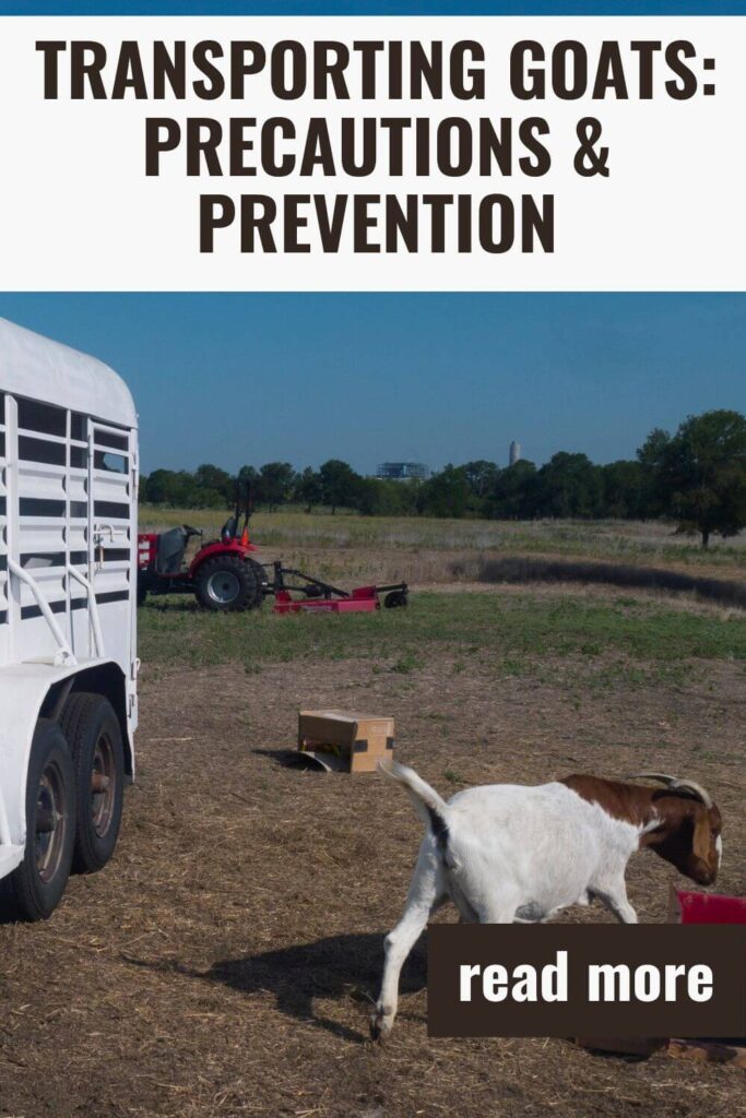 Goats stress easy! Find out how to transport them safely!