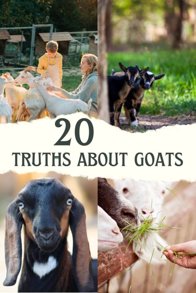 Keep learning about how goats live and think