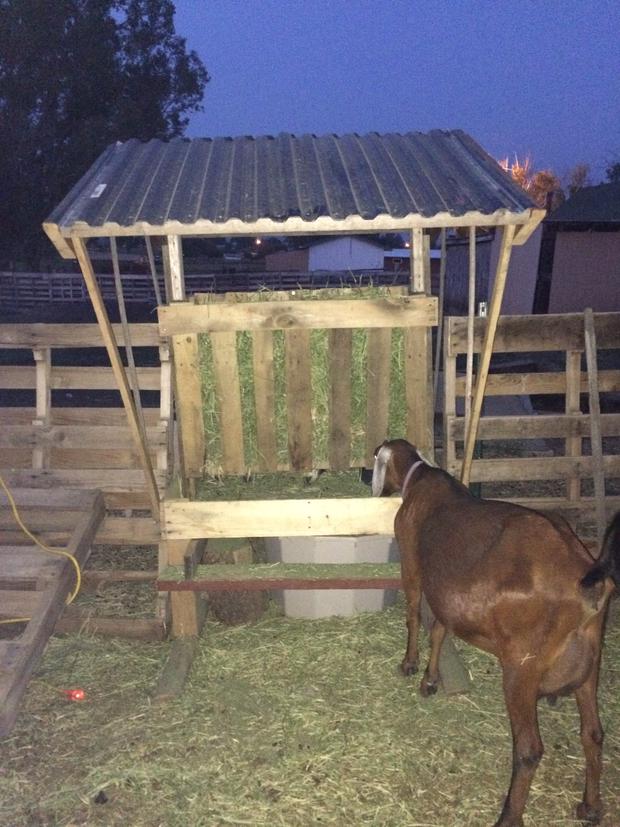 Goat Feeder Using Pallet Boards | A Life of Heritage